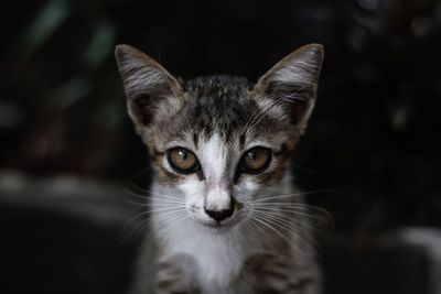 Close-up portrait of cat