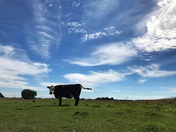 Cow standing on field against blue sky