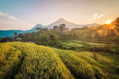 Scenic view of field against sky during sunset