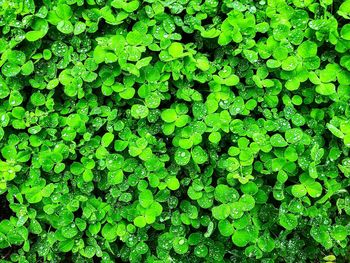 Full frame shot of fresh green plants