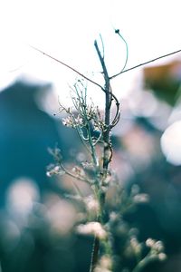 Close-up of plant against sky