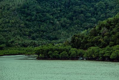 Scenic view of forest by sea