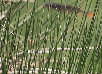 Full frame shot of bamboo plants