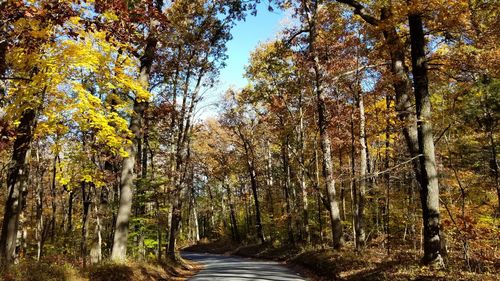 Road amidst trees in forest during autumn