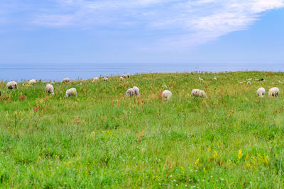 Sheep on field against sky