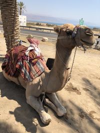 View of a horse on sand