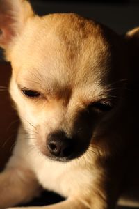 Close-up of dog relaxing