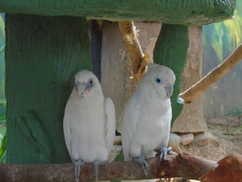 Two birds perching on wood