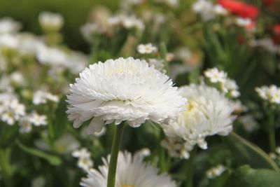 Close-up of white flowering plant