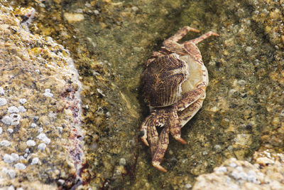 High angle view of crab on rock