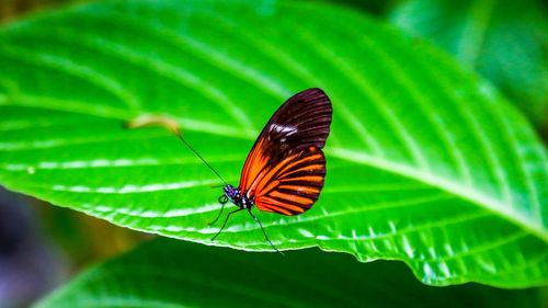 Close-up of butterfly on leaf