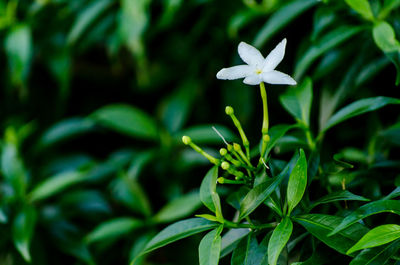 Close-up of white flowering plant