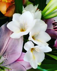 Close-up of white flowers blooming outdoors