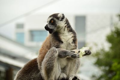 Close-up of a lemur 