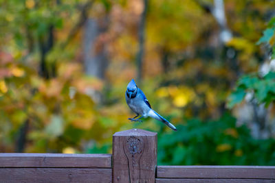 Bluejay about to land