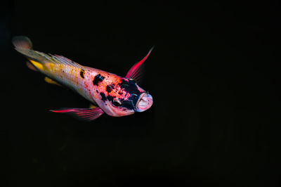 Close-up of fish swimming in sea