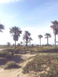 Palm trees on field against sky