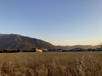 Scenic view of agricultural field against clear sky