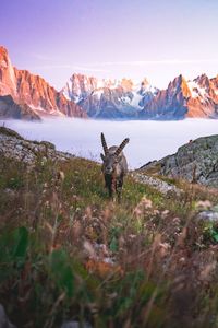 View of a horse on mountain against sky