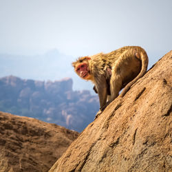 Portrait of monkey on rock against sky