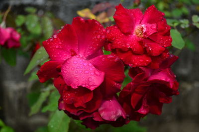 Close-up of wet red rose flower