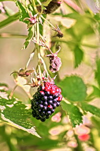 Close-up of berries growing on tree