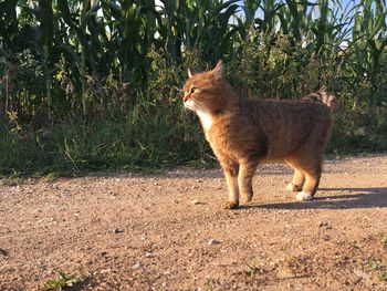 Cat looking away