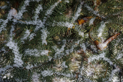 Close-up of pine tree during winter