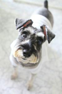 Close-up portrait of a dog