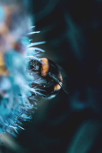 Close-up of bee on flower