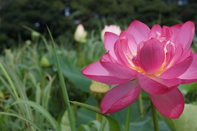 Close-up of pink flower blooming outdoors