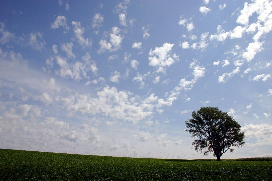 field, landscape, tranquil scene, tranquility, sky, beauty in nature, scenics, tree, nature, growth, agriculture, rural scene, cloud - sky, grass, cloud, farm, idyllic, horizon over land, green color, day