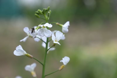 Close-up of white flowering plant