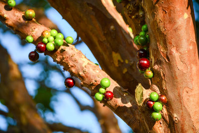 Close-up of blackbarries growing on tree trunk