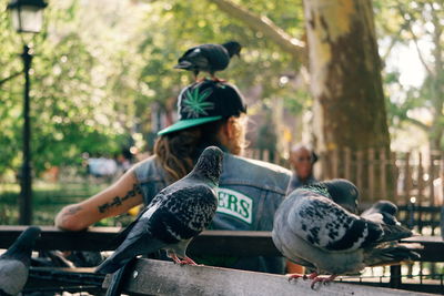 Pigeons perching in a park