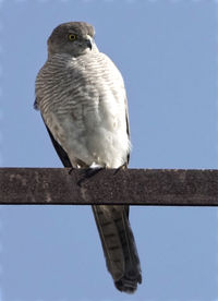 Low angle view of bird perching on branch