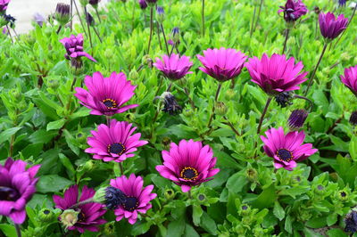 Close-up of pink flowers blooming outdoors