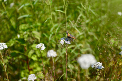 Close-up of insect on flower