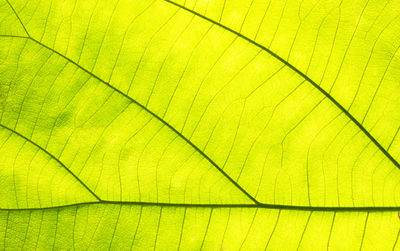 Full frame shot of yellow leaf