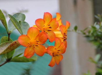 Close-up of flowers blooming outdoors