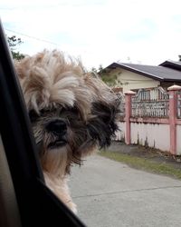 Close-up of dog on window