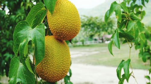 Close-up of fruit growing on plant