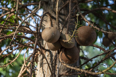 Close-up of tree