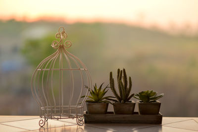 Close-up of potted plant on table