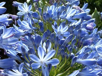 Close-up of blue flowers blooming outdoors