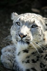 Close-up portrait of snow leopard