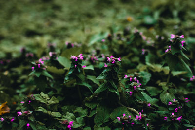 Close-up of purple flowering plants on field