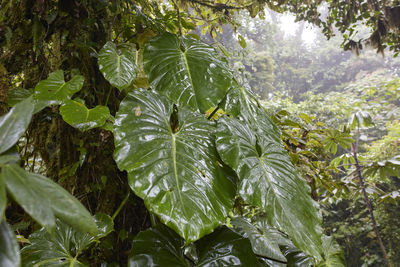 Close-up of leaves