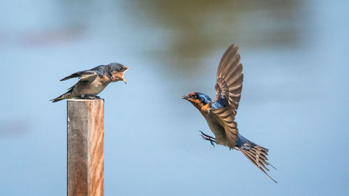 Birds flying over wooden post