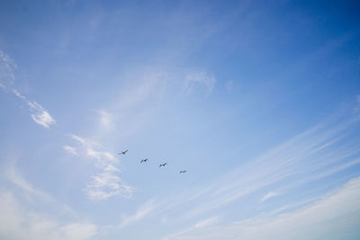 Four birds flying on a blue sky background.